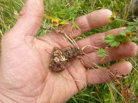 Ra%C3%ADz-de-tormentila-1 Wann und wo erntet man die Pflanzen?