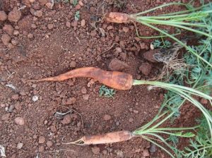 Zanahorias llevan provitamina A