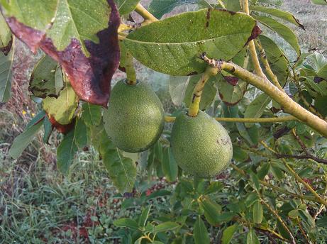 Aguacates-en-el-%C3%A1rbol-1 Avocadobaum