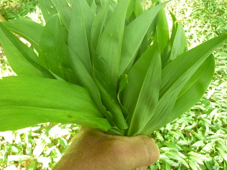 B%C3%A4rlauch Bärlauch